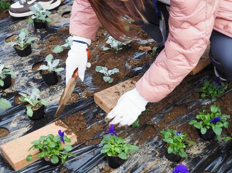 パンジーの植え込み パンジーの植え込み 緑,花,植木の写真素材