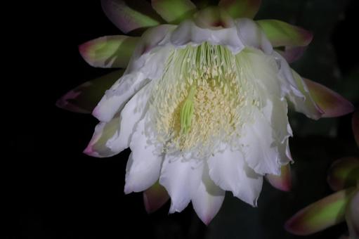 白い花びらの鬼面角の花のアップ 白い花びらの鬼面角の花のアップの写真