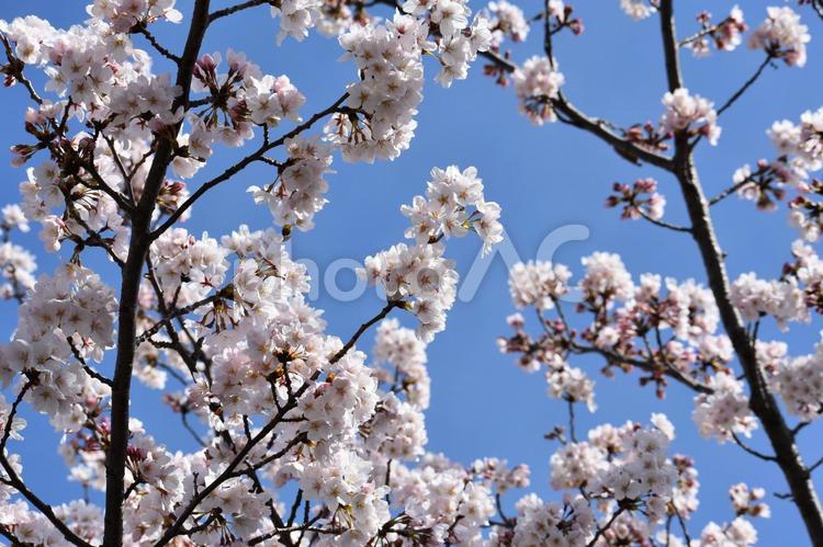 桜（ソメイヨシノ） 桜,サクラ,さくらの写真素材