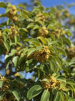 秋の木の実 木,空,自然の写真素材