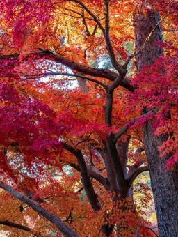 月の石もみじ公園の紅葉 長瀞,紅葉,黄色の写真素材