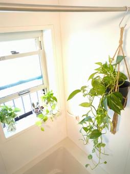 観葉植物 バスルーム 風呂場 ポトス 観葉植物 バスルーム 風呂場 ポトスの写真