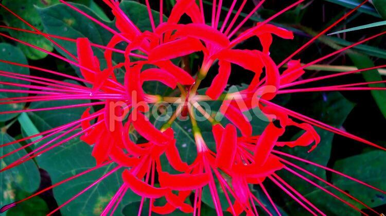 彼岸花 彼岸花,秋,曼珠沙華の写真素材