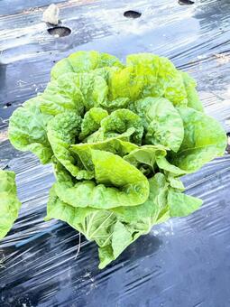 畑で育つ白菜 白菜,家庭菜園,自給自足の写真素材