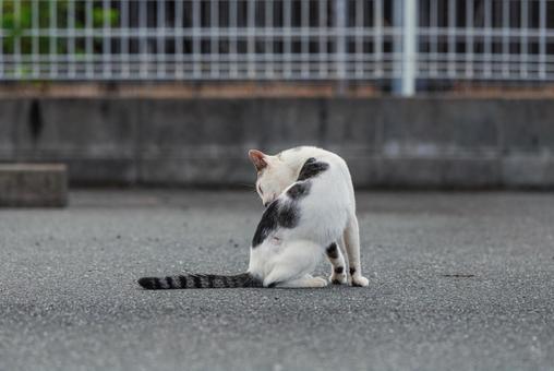 また毛繕いを始める牛柄猫 牛柄猫,cawcat,ハチワレ猫の写真素材