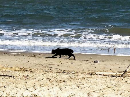 海と黒猫2 海と黒猫2の写真