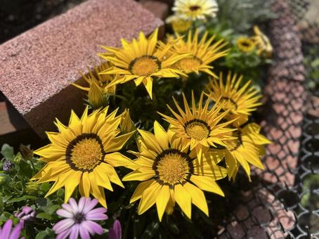 ガザニアの写真