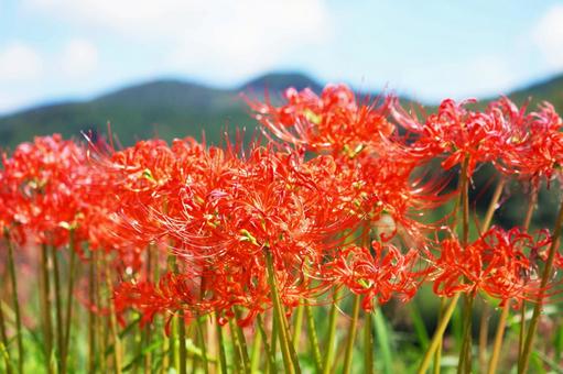 ヒガンバナ(彼岸花)と青空 ヒガンバナ(彼岸花)と青空の写真