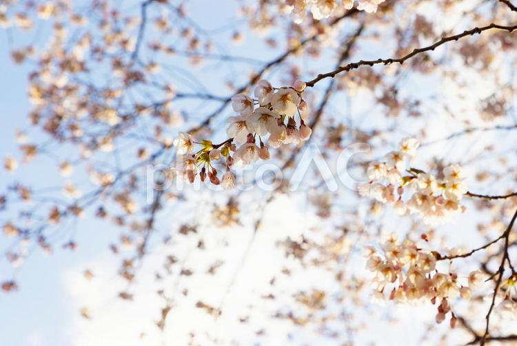 北海道森町-オニウシ公園の桜-03 桜,日本,春の写真素材