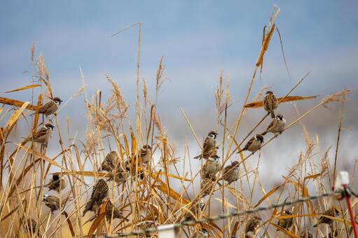 スズメの群れ⑴ 鳥,スズメ,群れの写真素材