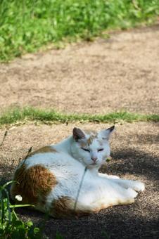 野良猫 猫,野良猫,屋外の写真素材