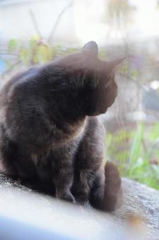 黒猫 黒猫の写真