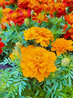 Marigold, JPG Marigold, JPG