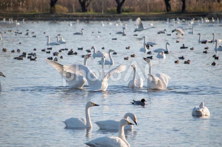 ハクチョウとカモと瓢湖 コハクチョウ,羽ばたき,渡り鳥の写真素材