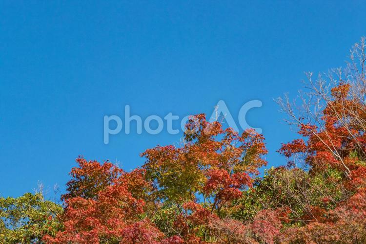 秋イメージの背景写真 秋,秋素材,紅葉の写真素材