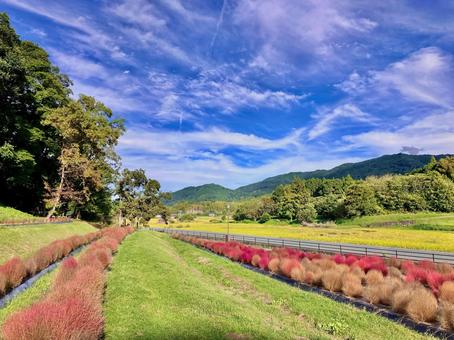 コキアと秋の空 コキアと秋の空 コキア,風景,秋の写真素材