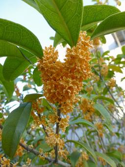 住宅地の植え込みにあるキンモクセイ 住宅地の植え込みにあるキンモクセイ キンモクセイ,花,植物の写真素材