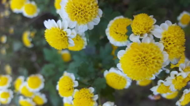 東京郊外の小さないのち 野菊,菊,雑草の写真素材