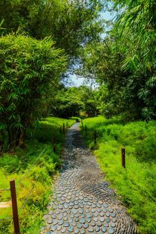 【シンガポール】植物園オーキッドガーデン シンガポール,singapore,ナショナルの写真素材