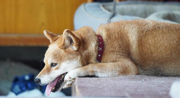 柴犬 ハウス だらん笑顔 2025年9月 柴犬 ハウス だらん笑顔 2025年9月 犬,飼い犬,柴犬の写真素材