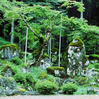 福井県-一乗谷朝倉氏庭園-諏訪館跡庭園 福井県-一乗谷朝倉氏庭園-諏訪館跡庭園 一乗谷,朝倉氏庭園,諏訪館跡庭園の写真素材
