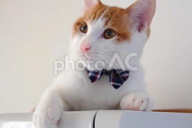 蝶ネクタイの猫_03 猫,ねこ,猫画像の写真素材