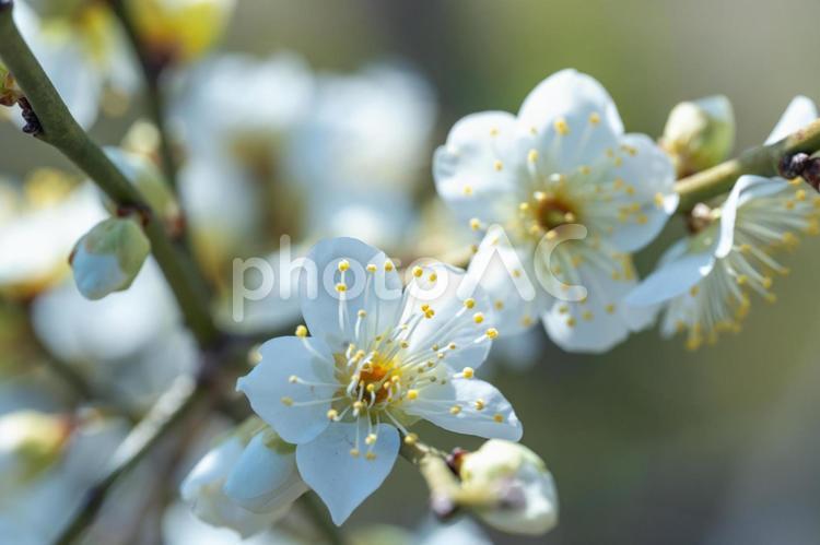 春を告げる白梅の花 梅,白梅,花の写真素材