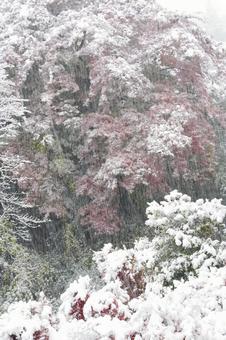 雪化粧した紅葉 雪化粧した紅葉の写真