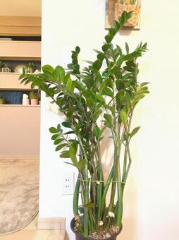 大型観葉植物　ザミオクルカス　7号鉢 大型観葉植物,ザミオクルカス,リビングの写真素材