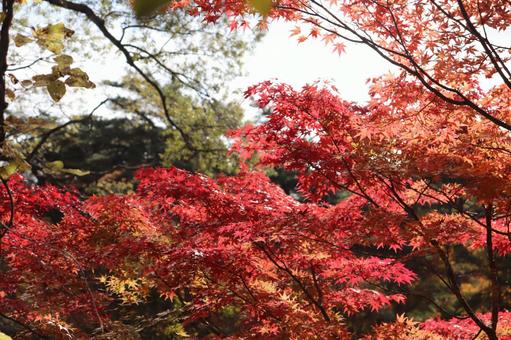 紅葉 紅葉の写真