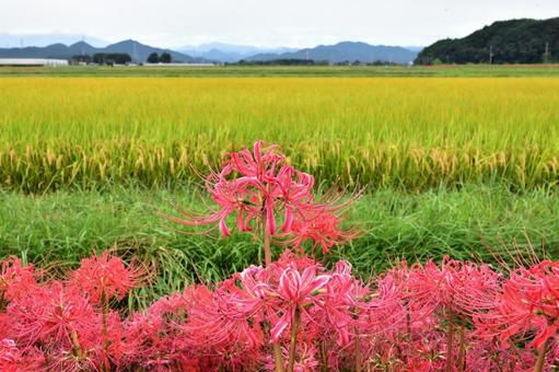 ヒガンバナの花とイネ ヒガンバナの花とイネの写真