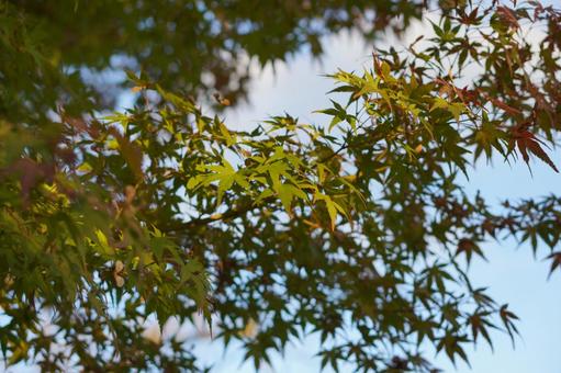 モミジ モミジ,紅葉,宇治市の写真素材