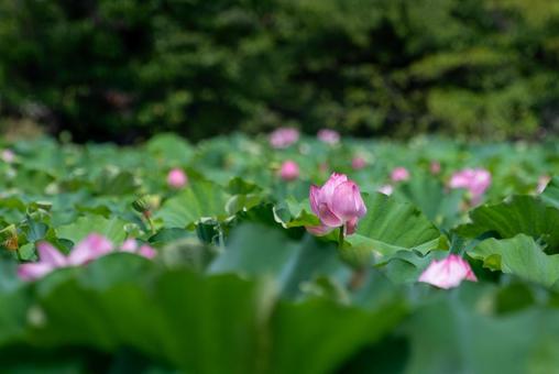 群生するハス(上野公園・不忍池) 群生するハス(上野公園・不忍池)の写真