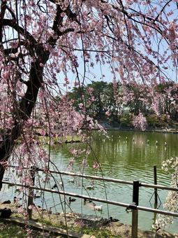 桜の枝越しに見える池とカモの風景 桜の枝越しに見える池とカモの風景 桜,さくら,春の写真素材