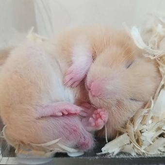 キンクマハムスター キンクマハムスターの写真