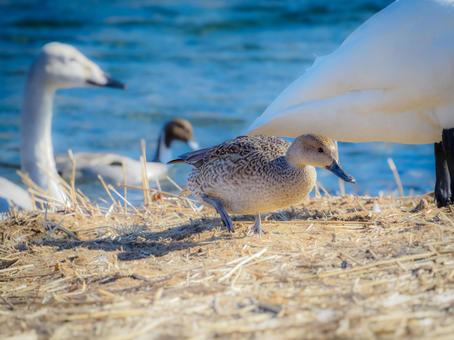 ハクチョウとメスカモ ハクチョウとメスカモ 鳥,動物,自然の写真素材