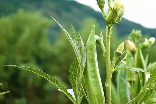 美味しそうなオクラの写真