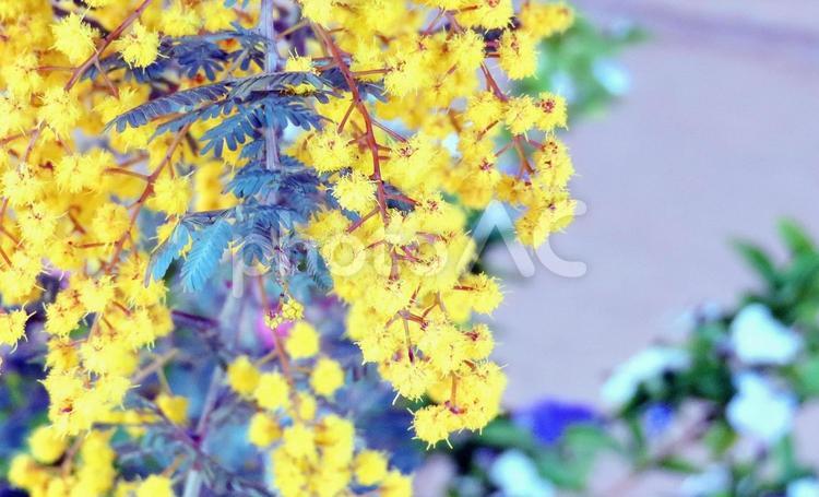 ミモザ ミモザ,花,黄色の写真素材