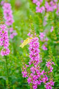Lythrum salicaria and Colias butterfly (37), JPG