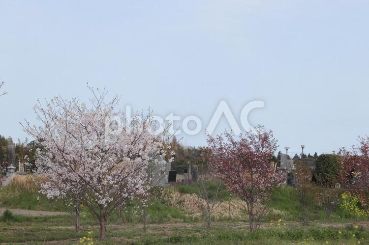 桜の木のある風景 桜,春,木の写真素材