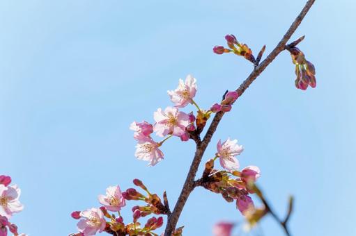 青空に映える河津桜の開花 青空に映える河津桜の開花の写真
