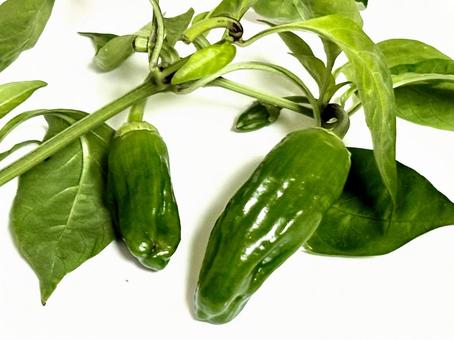 葉っぱ付きのピーマン ピーマン,葉っぱ,葉の写真素材