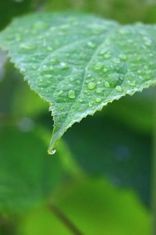 雨粒と葉っぱ 雨粒と葉っぱの写真