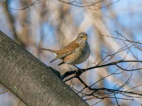 枝にとまるシロハラ 枝にとまるシロハラ シロハラ,野鳥,鳥の写真素材