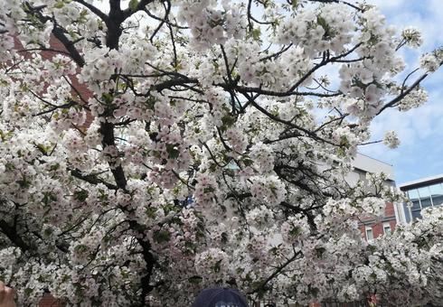 桜 桜,春,造幣局の通り抜けの写真素材