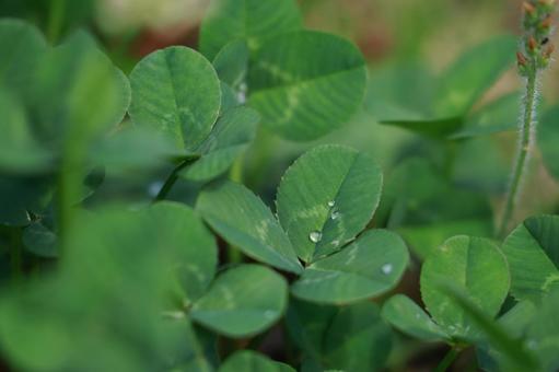 クローバー クローバー,シロツメクサ,葉の写真素材