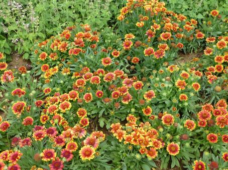公園の花壇で群生するガイラルディアの花 公園の花壇で群生するガイラルディアの花 ガイラルディア,天竺菊,花の写真素材