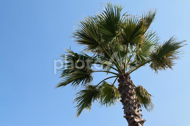ヤシの木と青空 ヤシの木,木,植物の写真素材