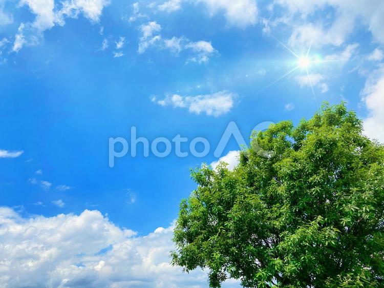 鮮やかな青空と新緑の背景素材_d_08 背景,夏,コピースペースの写真素材