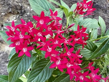 ペンタス 赤花 ペンタス 赤花 ペンタス,花,ガーデニングの写真素材